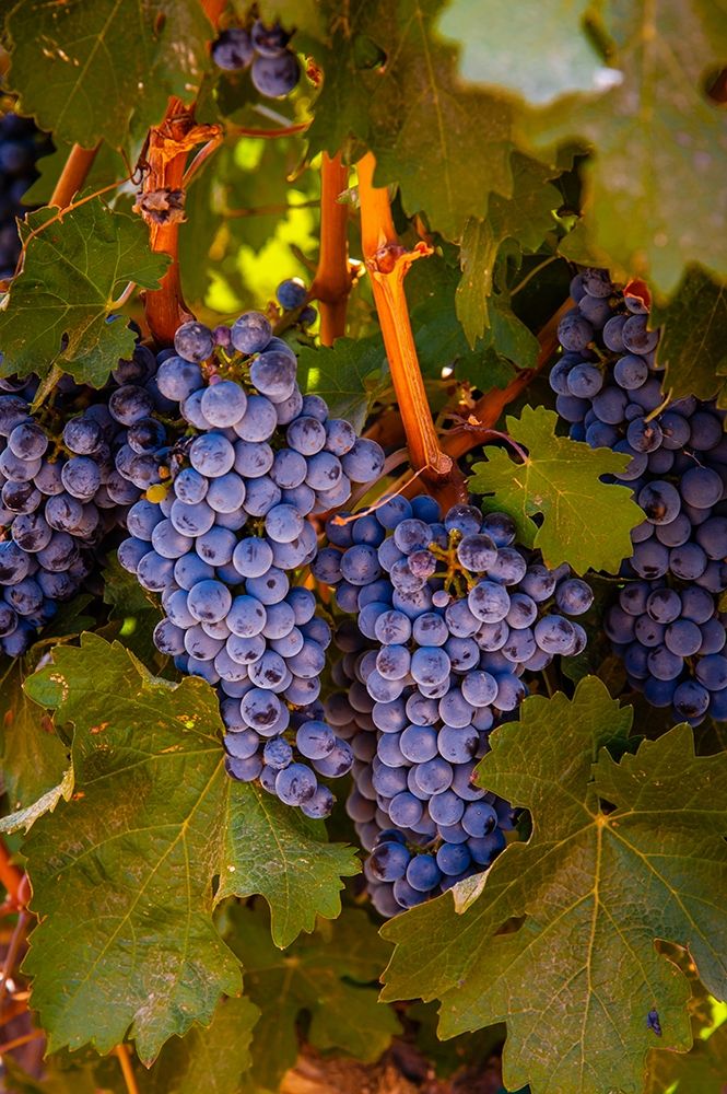 Washington State-Walla Walla Clusters of Cabernet Sauvignon gather sunlight hours before harvest